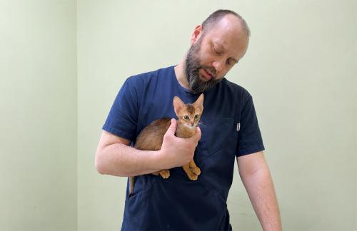 Бесшовная стерилизация, кастрация, вакцинация, УЗ-чистка и удаление зубов, риноскопия, гастроскопия со скидкой до 50% от "WellVet"